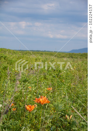 野生のユリの花 野生のユリの花 102224157