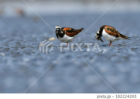 春と秋に海辺の干潟に渡来する白と黒のまだら模様が特徴の水鳥キョウジョシギ 春と秋に海辺の干潟に渡来する白と黒のまだら模様が特徴の水鳥キョウジョシギ 102224203