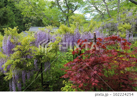 近藤フジ園 【兵庫県丹波市市島町白毫寺】 近藤フジ園 【兵庫県丹波市市島町白毫寺】 102224254