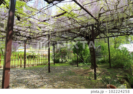 近藤フジ園 【兵庫県丹波市市島町白毫寺】 102224258