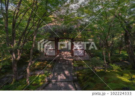 京都の絶景 新緑の常寂光寺 京都の絶景 新緑の常寂光寺 102224333