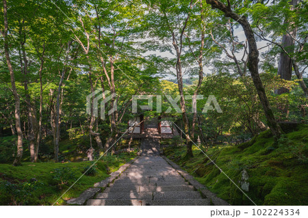 京都の絶景 新緑の常寂光寺 京都の絶景 新緑の常寂光寺 102224334