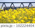 菜の花常磐線 102224404