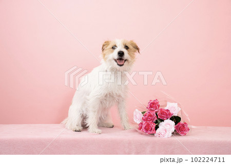 ピンクバックと薔薇の花束と微笑むジャックラッセル ピンクバックと薔薇の花束と微笑むジャックラッセル 102224711
