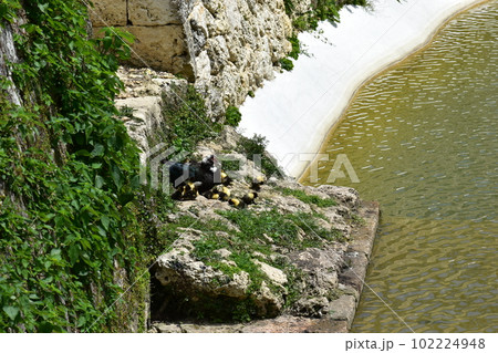 バリケンの親子 (Okinawa) 102224948