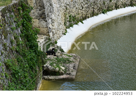 バリケンの親子 (Okinawa) 102224953