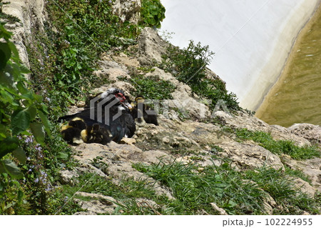 バリケンの親子 (Okinawa) バリケンの親子 (Okinawa) 102224955