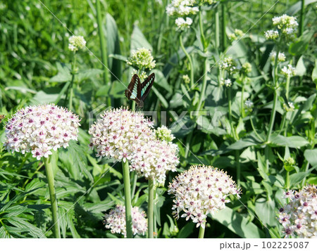 アリウム・シルバースプリングの花から吸蜜しているアオスジアゲハ アリウム・シルバースプリングの花から吸蜜しているアオスジアゲハ 102225087