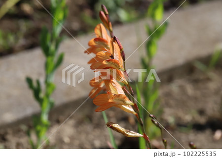 春の庭に咲くトリトニアのオレンジ色の花 102225535