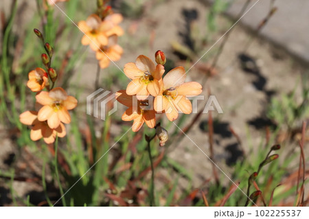 春の庭に咲くトリトニアのオレンジ色の花 春の庭に咲くトリトニアのオレンジ色の花 102225537