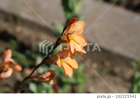 春の庭に咲くトリトニアのオレンジ色の花 102225541