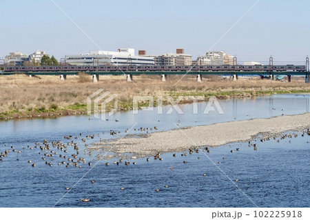 橋を渡る京王線と多摩川 橋を渡る京王線と多摩川 102225918