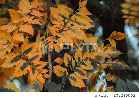 Autmn orange and green tree leaves. Koelreuteria paniculata Golderain tree 102225952
