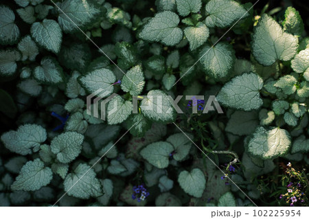 Two tone green leaves with dappled light background. Lamium maculatum Spotted dead nettle Two tone green leaves with dappled light background. Lamium maculatum Spotted dead nettle 102225954