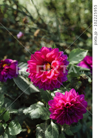 Big pink and purple flower on sunny green background. Some sort of Dahlia maybe Big pink and purple flower on sunny green background. Some sort of Dahlia maybe 102225955