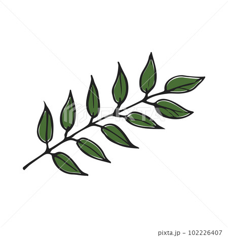 Herbs and spices collection curry leaves - vector illustration. Stock  Vector | Adobe Stock