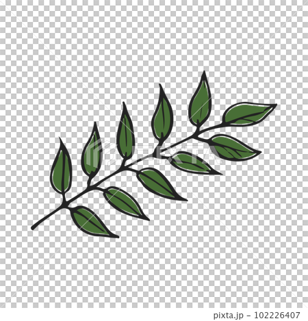 hand drawn illustration of curry leaf 102226407