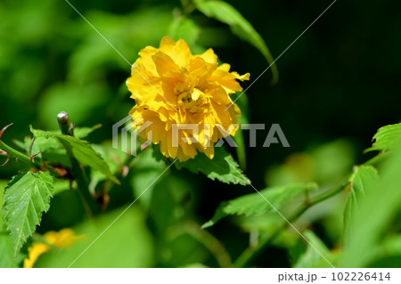 ヤエヤマブキ ヤエヤマブキ 102226414