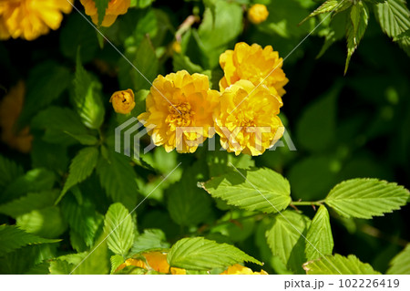 ヤエヤマブキ ヤエヤマブキ 102226419