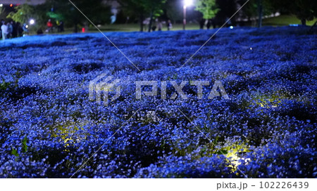 ネモフィラライトアップ最終日を惜しみながら、会話が弾む ネモフィラライトアップ最終日を惜しみながら、会話が弾む 102226439