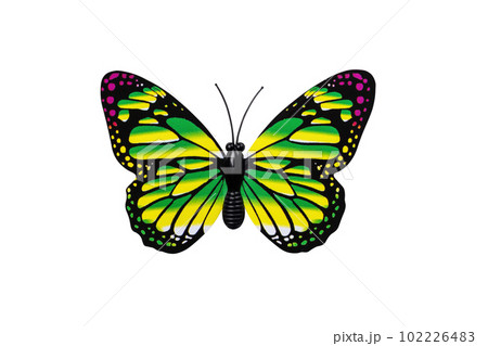 Yellow butterfly isolated on white background top view. Yellow butterfly with green and red spots as an element for design. Yellow butterfly isolated on white background top view. Yellow butterfly with green and red spots as an element for design. 102226483