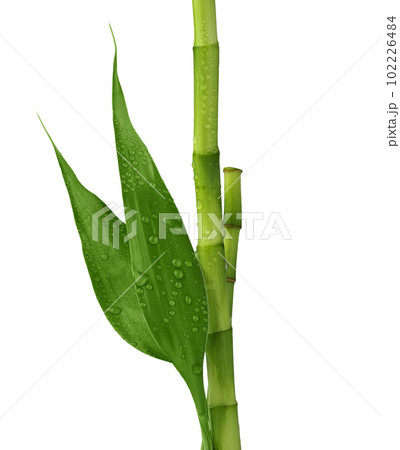 Branches of bamboo isolated on white background. Bamboo shoots and bamboo leaves with raindrops for design. Branches of bamboo isolated on white background. Bamboo shoots and bamboo leaves with raindrops for design. 102226484