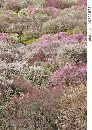 【三重県いなべ市】いなべ梅林公園の梅 【三重県いなべ市】いなべ梅林公園の梅 102226784
