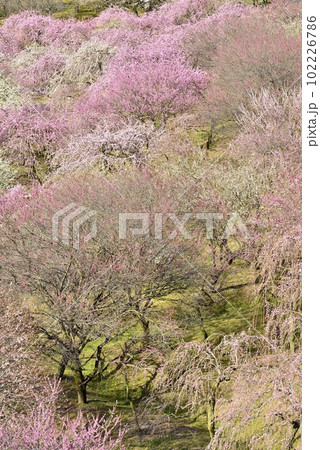 【三重県いなべ市】いなべ梅林公園の梅 【三重県いなべ市】いなべ梅林公園の梅 102226786