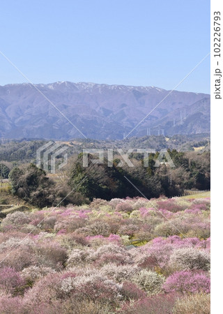 【三重県いなべ市】いなべ梅林公園の梅 102226793