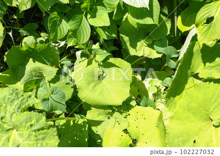 家庭の庭の蕗『蕗の大群』春の山菜 102227032