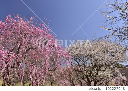 【三重県いなべ市】いなべ梅林公園の梅 【三重県いなべ市】いなべ梅林公園の梅 102227048