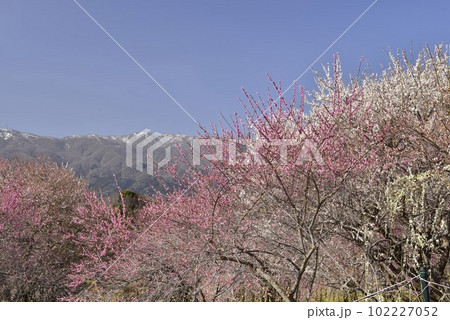 【三重県いなべ市】いなべ梅林公園の梅 【三重県いなべ市】いなべ梅林公園の梅 102227052
