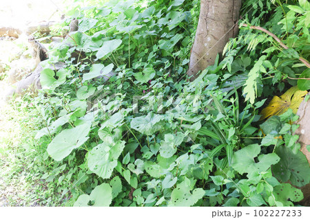 家庭の庭の蕗『蕗の大群』春の山菜 102227233