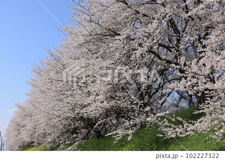 埼玉県比企郡吉見町さくら堤公園の満開の桜並木の風景 102227322