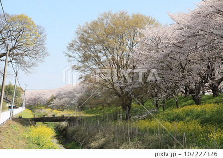 埼玉県比企郡吉見町さくら堤公園の満開の桜並木の風景 102227326