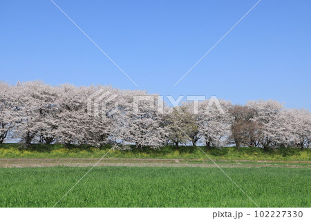 埼玉県比企郡吉見町さくら堤公園の満開の桜並木の風景 埼玉県比企郡吉見町さくら堤公園の満開の桜並木の風景 102227330