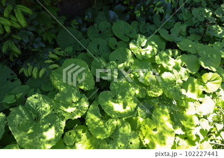 家庭の庭の蕗『蕗の大群』春の山菜 102227441