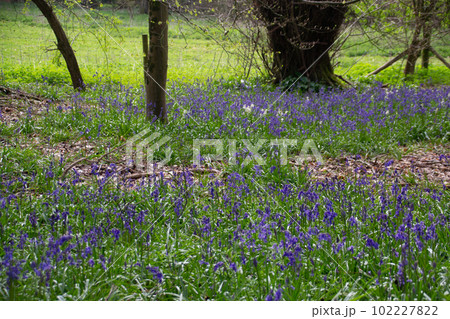 ブルーベルフラワー 102227822