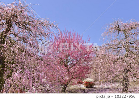 【三重県鈴鹿市】鈴鹿の森梅林公園の梅 【三重県鈴鹿市】鈴鹿の森梅林公園の梅 102227956
