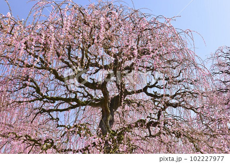 【三重県鈴鹿市】鈴鹿の森梅林公園の梅 102227977