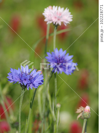 伊勢 花開道 伊勢 花開道 102228771