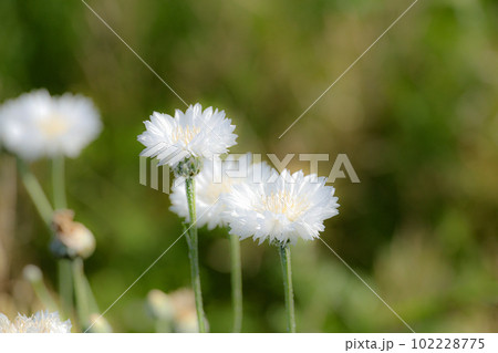伊勢 花開道 伊勢 花開道 102228775