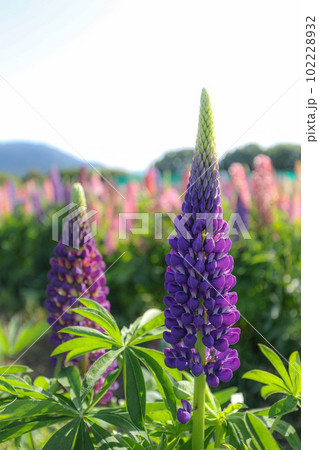 伊勢 花開道 伊勢 花開道 102228932