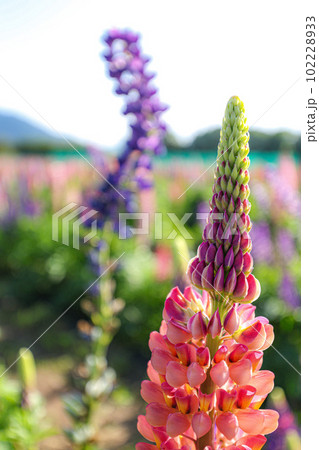 伊勢 花開道 伊勢 花開道 102228933