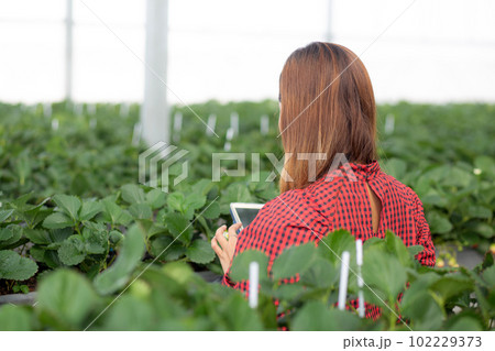 Entrepreneur young asian woman check cultivation strawberry with happiness for research with tablet. 102229373