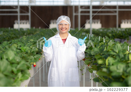 Portrait young asian woman wearing glasses cultivation strawberry with happiness. 102229377