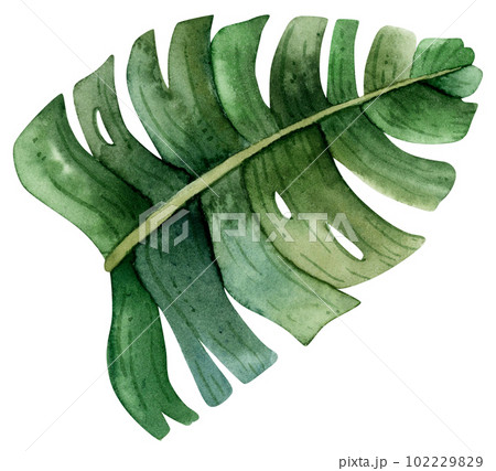 Watercolor green Monstera leaf, top view. Hand drawn realistic illustration. Botanical exotic leaf of banana plant Watercolor green Monstera leaf, top view. Hand drawn realistic illustration. Botanical exotic leaf of banana plant 102229829