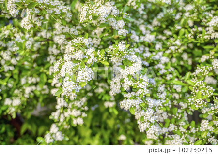 ピラカンサスの白い花 102230215