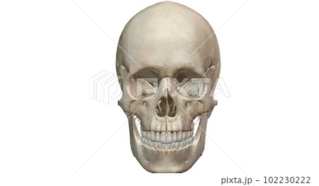 The human skull consists of 22 bones which are mostly connected The human skull consists of 22 bones which are mostly connected 102230222