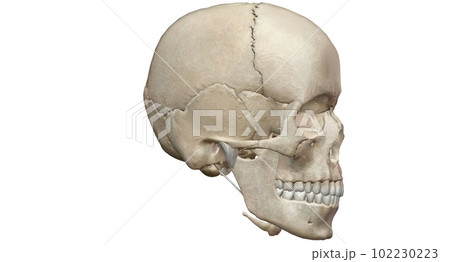 The human skull consists of 22 bones which are mostly connected The human skull consists of 22 bones which are mostly connected 102230223
